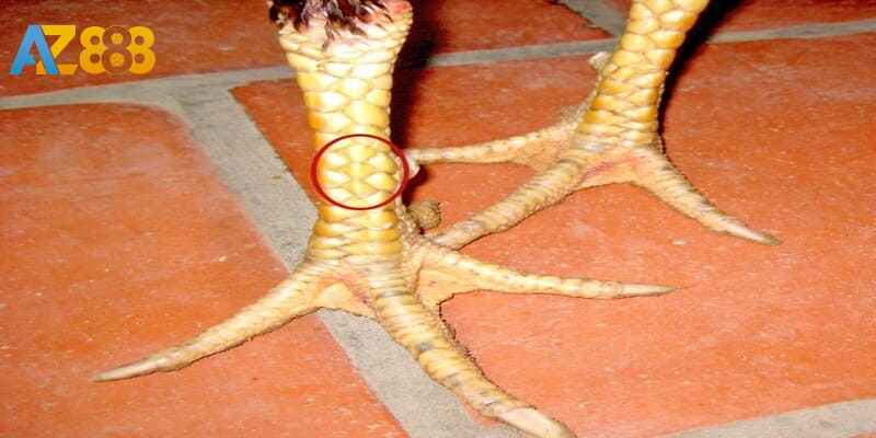 Một số loại vảy gà tiêu biểu