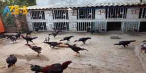 Chọn giống gà đầu vào chất lượng