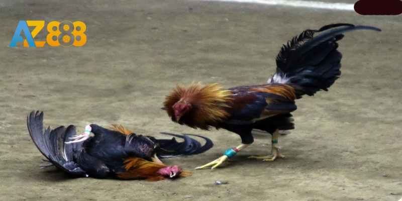 Kiểu cược thắng thua phổ biến nhất