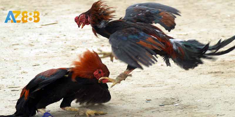 Giới thiệu đá gà và các thế đá đẹp