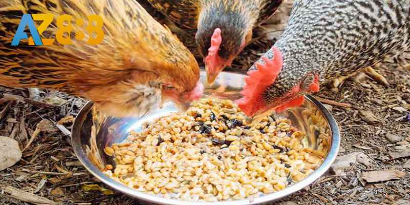 Hiểu về dinh dưỡng cho chiến kê