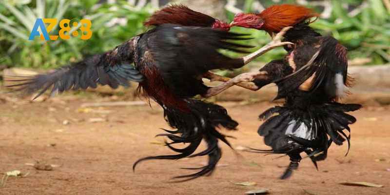 Hình dáng cánh đẹp