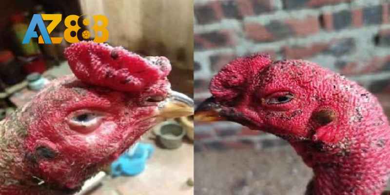 Lưỡi càng dày càng tốt