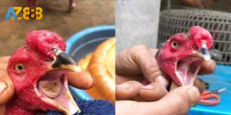 Xem lưỡi gà Mỹ