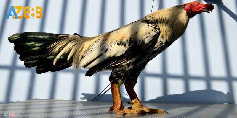 Các dấu hiệu nhận biết vảy gà đá xịn