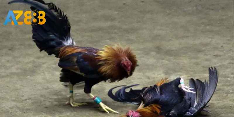 Quan sát biểu hiện của gà đá