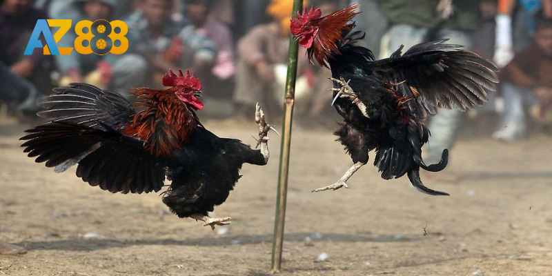 Gà cựa sắt có quy tắc thi đấu chặt chẽ