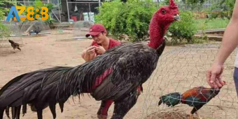 Rèn luyện gà về cả thể xác lẫn tinh thần