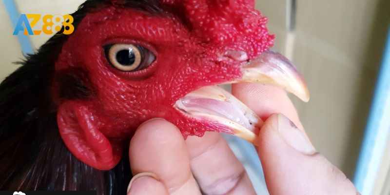 Xem lưỡi gà giúp tìm ra chiến kê