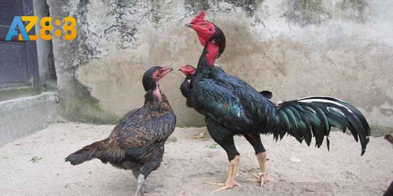 Việc đúc gà rất quan trọng