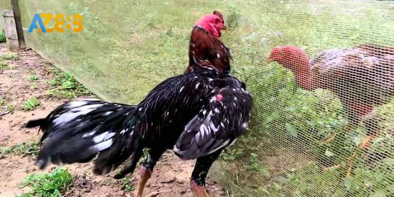 Hiểu rõ về gần đòn cho gà tơ