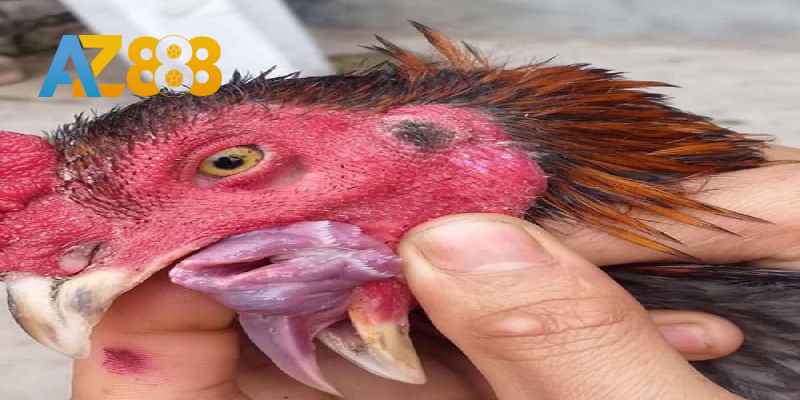 Xem lưỡi gà chọi