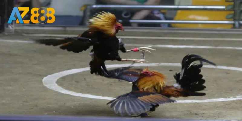 Xem thi đấu trực tiếp