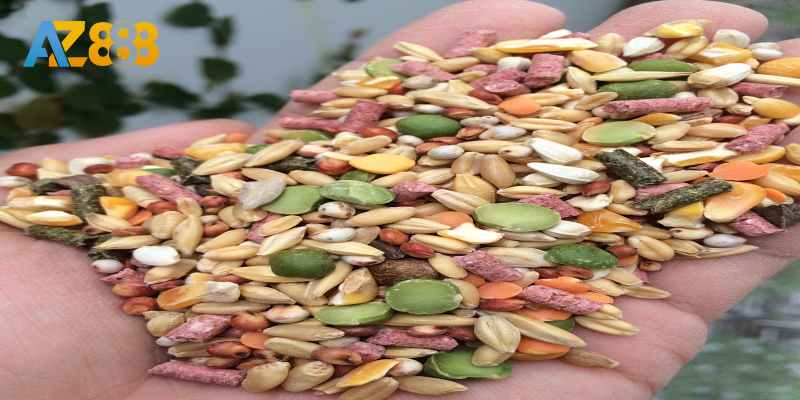 Cho gà ăn bột ngũ cốc