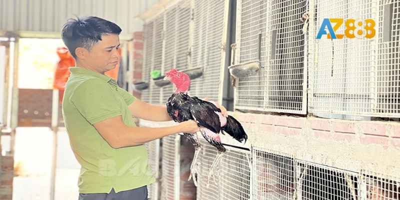 Chăm bẵm gà tỉ mỉ