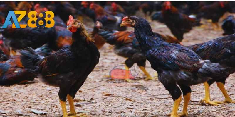 Chăn thả trong môi trường rộng rãi