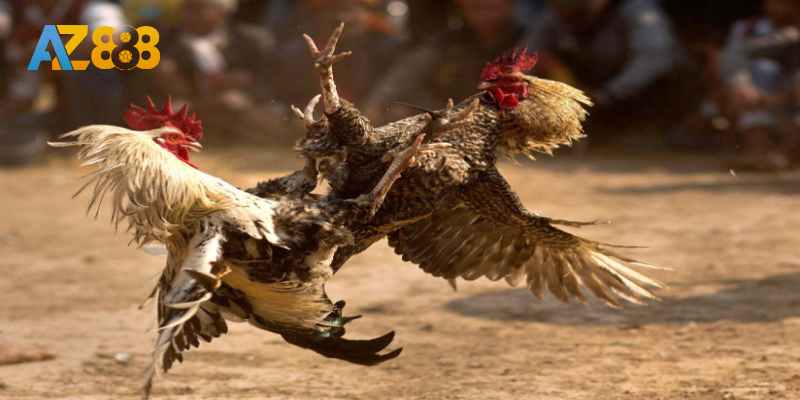 Chiến thuật đá nhanh rút nhanh