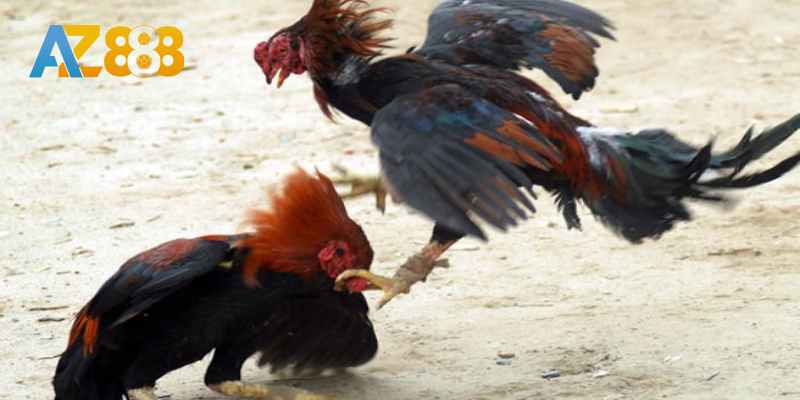 Đòn đá móc rất tinh quái