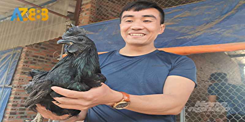 Gà mặt quỷ có tính cách mạnh mẽ