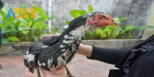 Kiểm tra sức khoẻ gà