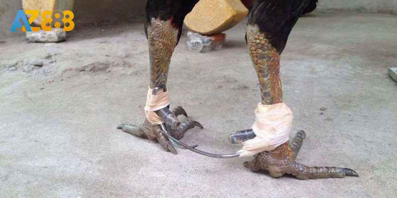 Băng cựa chuẩn bảo đảm gà đá khoẻ