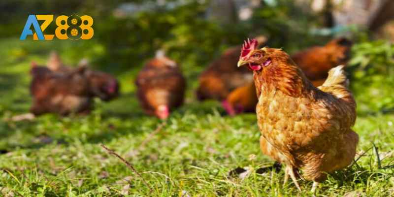 Nuôi gà đá thả vườn