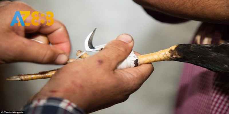 Băng cửa giúp giảm thiểu chấn thương