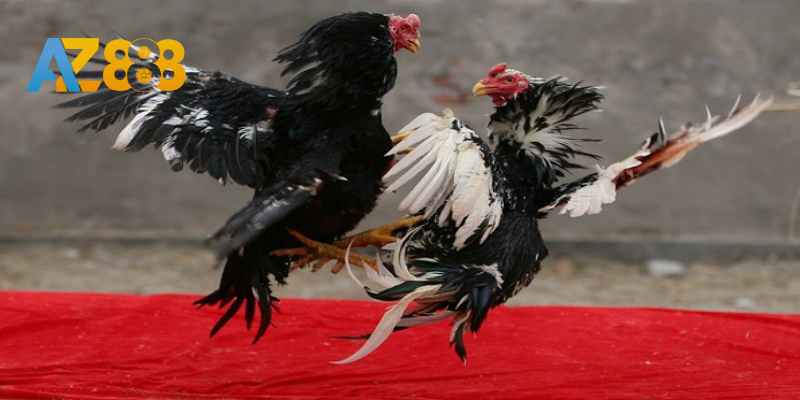 Thế Bán Ngọc đẹp mắt